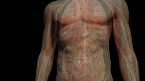 Fly through chest to rapid beating heart in a transparent human body with associated blood vessels & other organs inside thorax of CG anatomical model visualization 